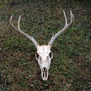 Meet your Posher, Cade